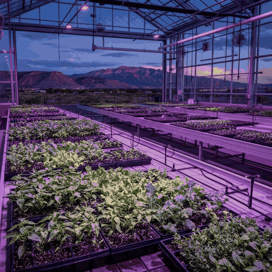 Top 10 Best Seed Companies in Albuquerque
