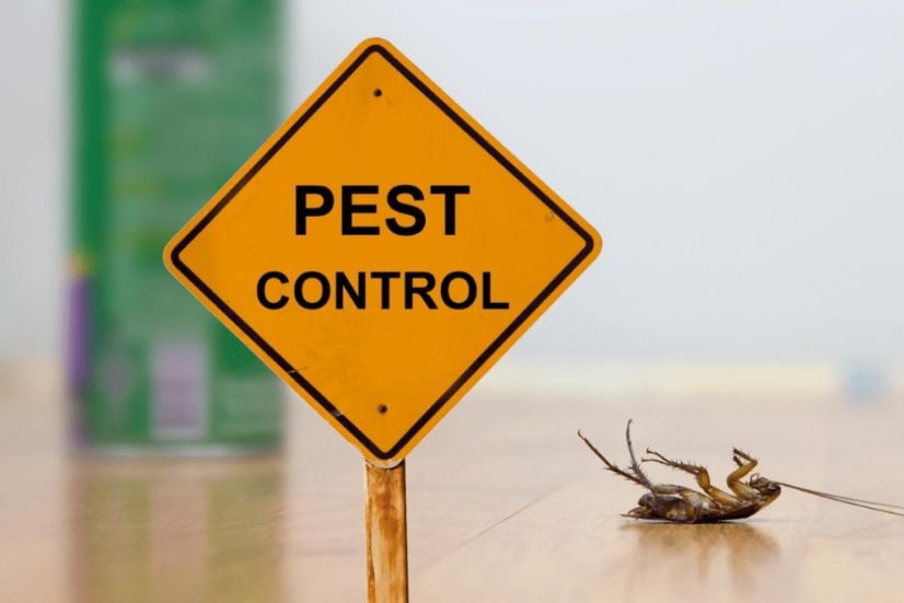 Top 5 Pest Control Solutions for Homes in Port Coquitlam