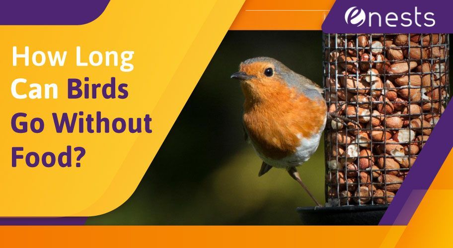 How Long Can Birds Go Without Food?