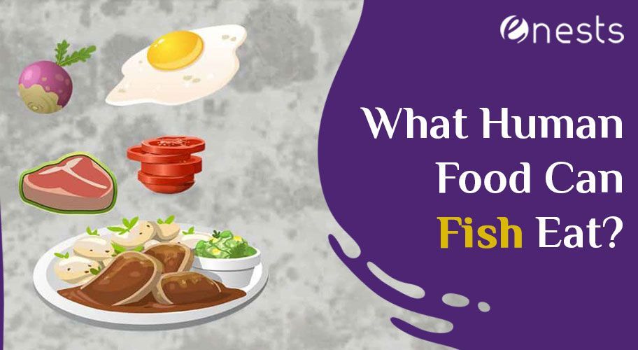 What Human Food Can Fish Eat?
